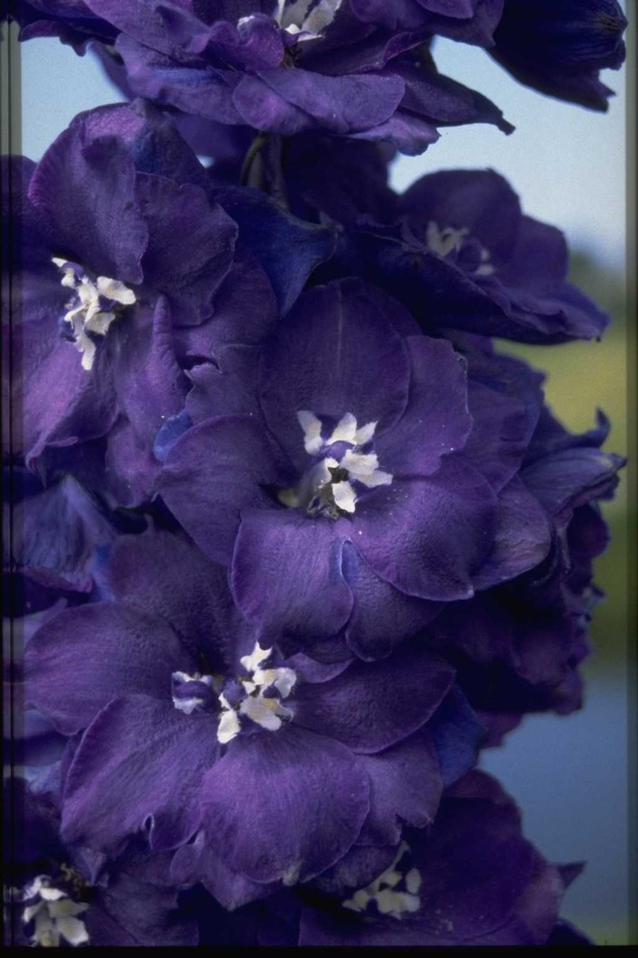 Дельфиниум Караван