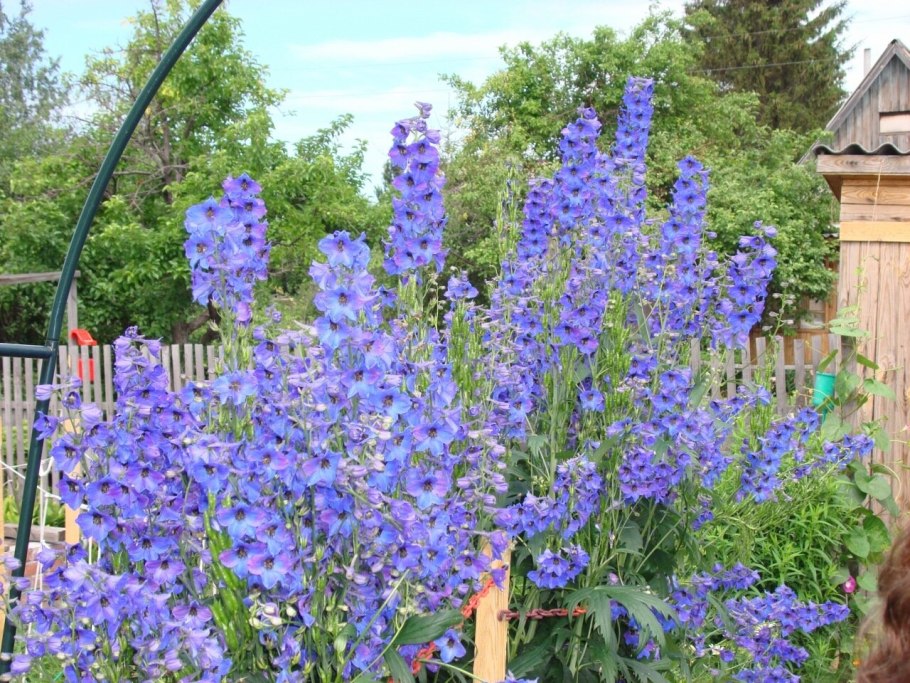 Дельфиниум Пикколо