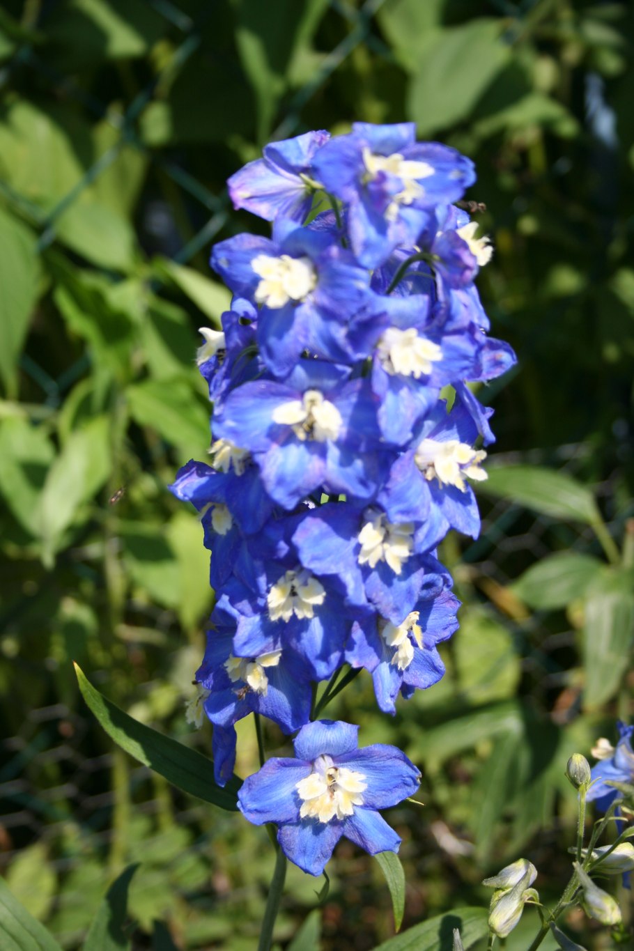 Дельфиниум Грин Твист