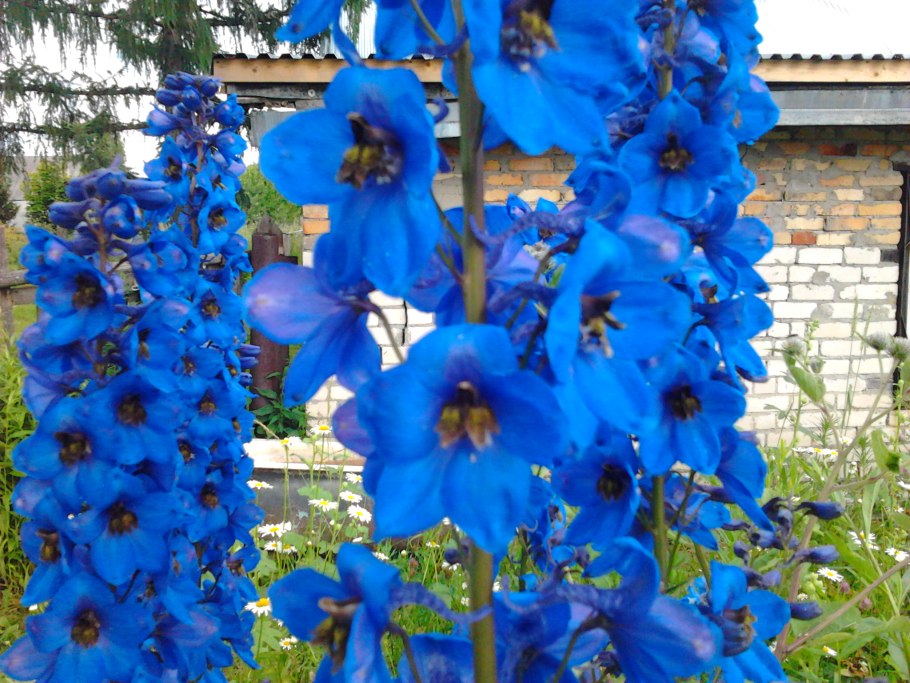 Дельфиниум DELPHI'S Jewel