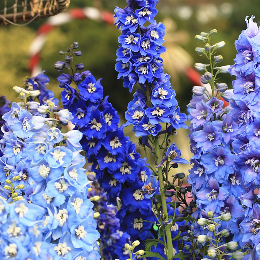 Дельфиниум живокость