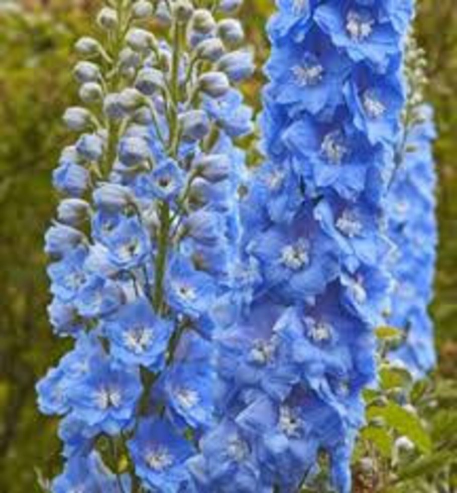 Дельфиниум Король Артур