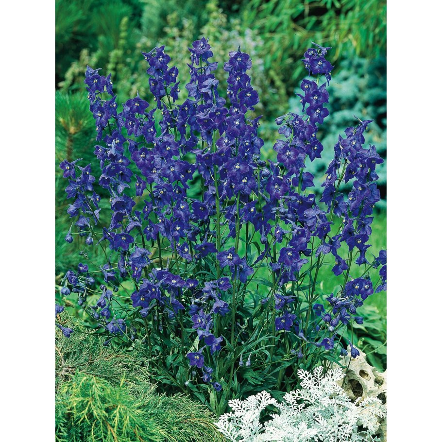 Дельфиниум Пацифик Джиневер