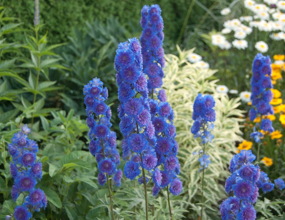 Дельфиниум Summer Skies