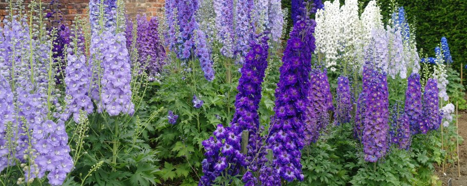 Дельфиниум дарк Блю Блэк би