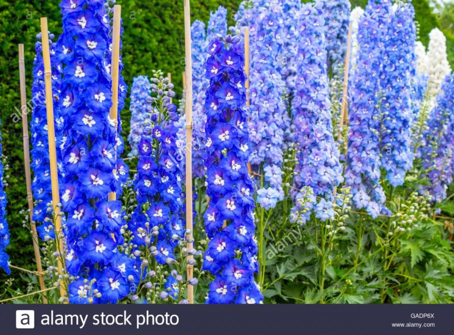 Дельфиниум Аякса