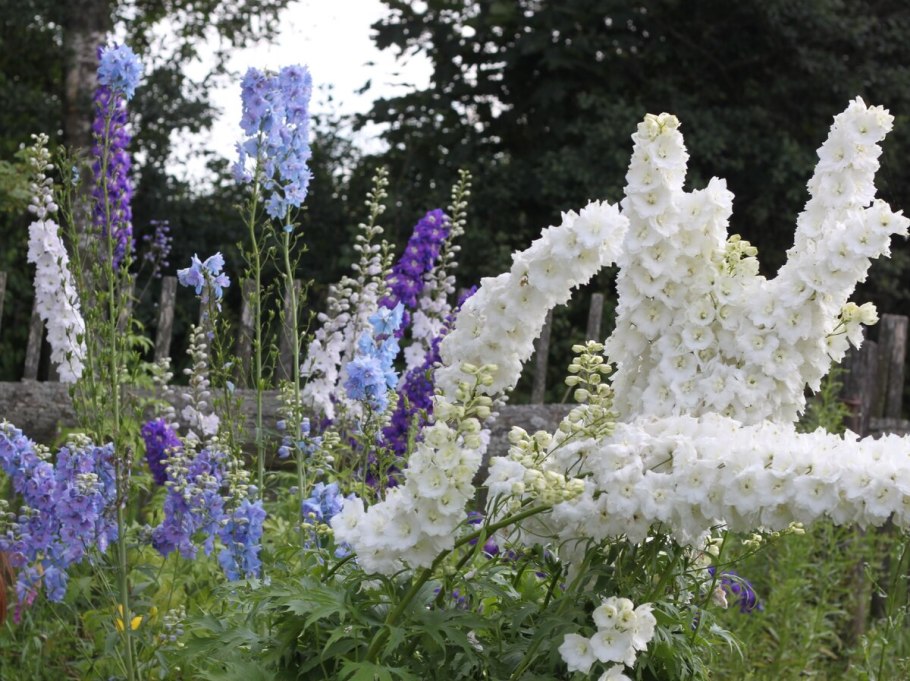 Дельфиниум карликовый многолетний