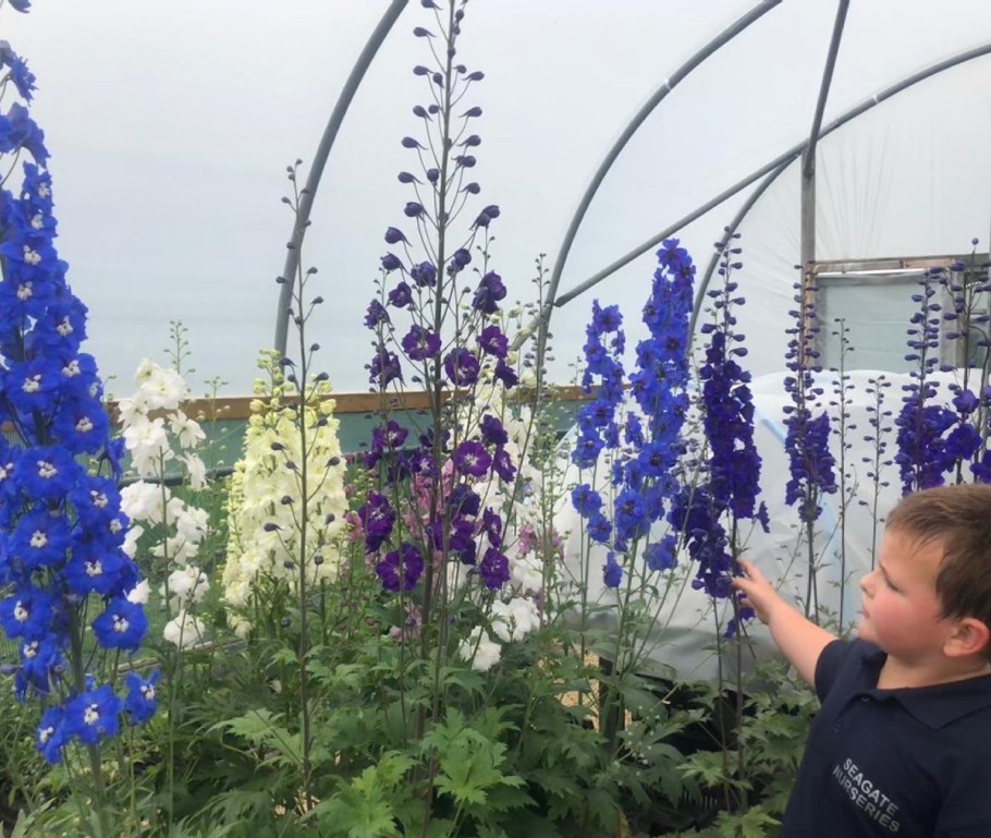 Дельфиниум грандифлорум