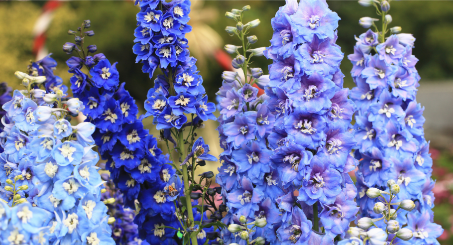 Дельфиниум белладонна