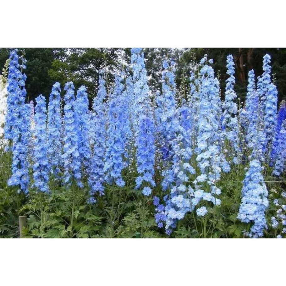 Дельфиниум Пьюр Вайт