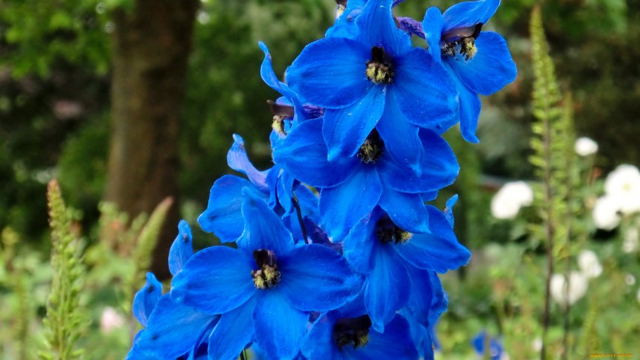 Дельфиниум "Evening Light"