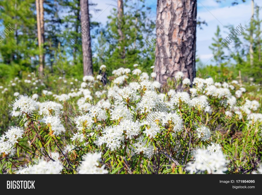 Багульник болотный плоды
