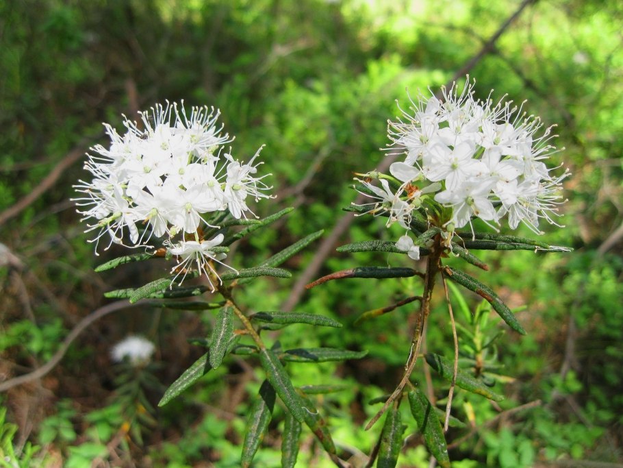 Багульник болотный