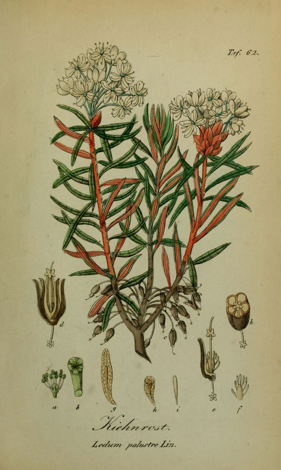 Багульник болотный ГФ