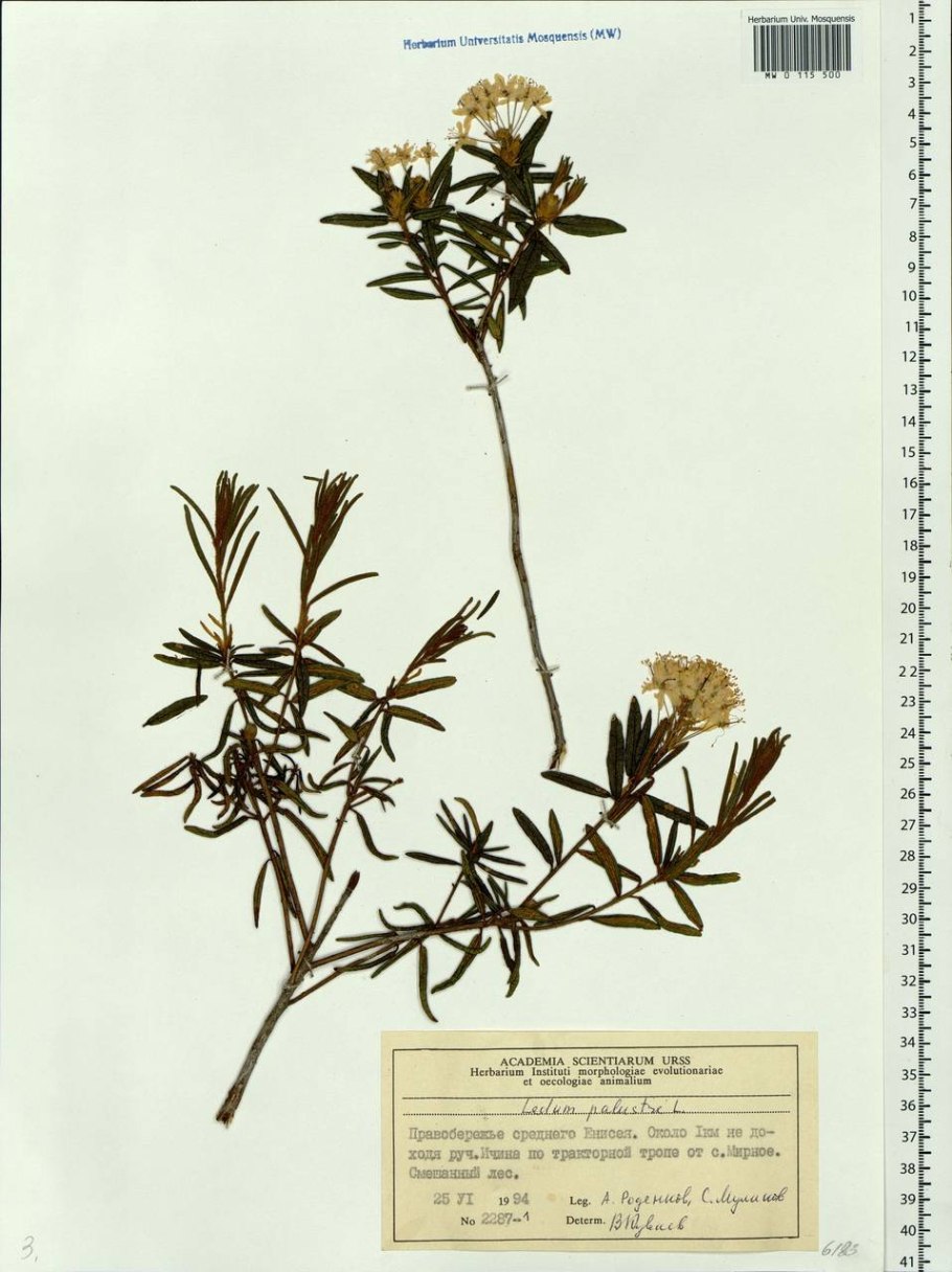 Багульник болотный корень