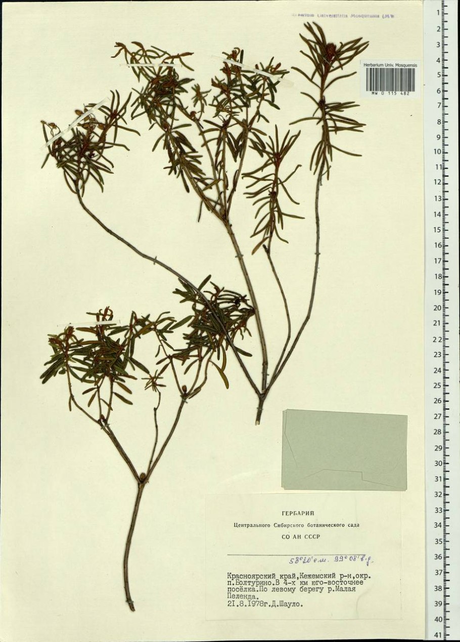 Багульник болотный Ботанический