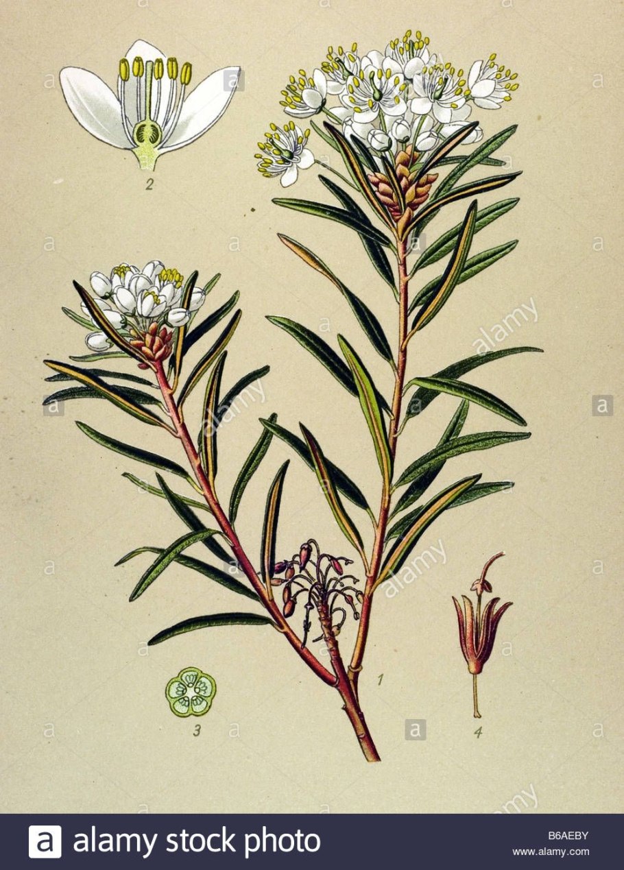 Багульник болотный гербарий