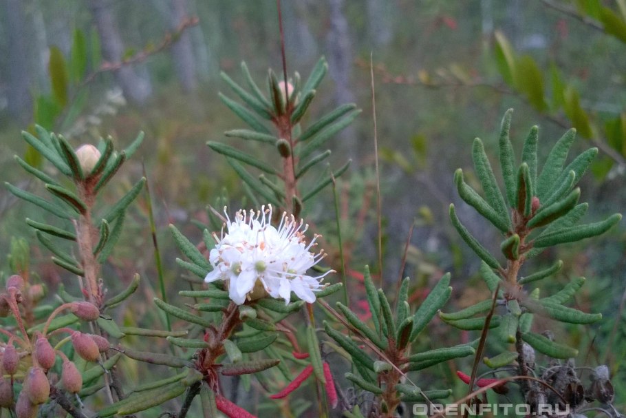 Багульник на Васюганских болотах