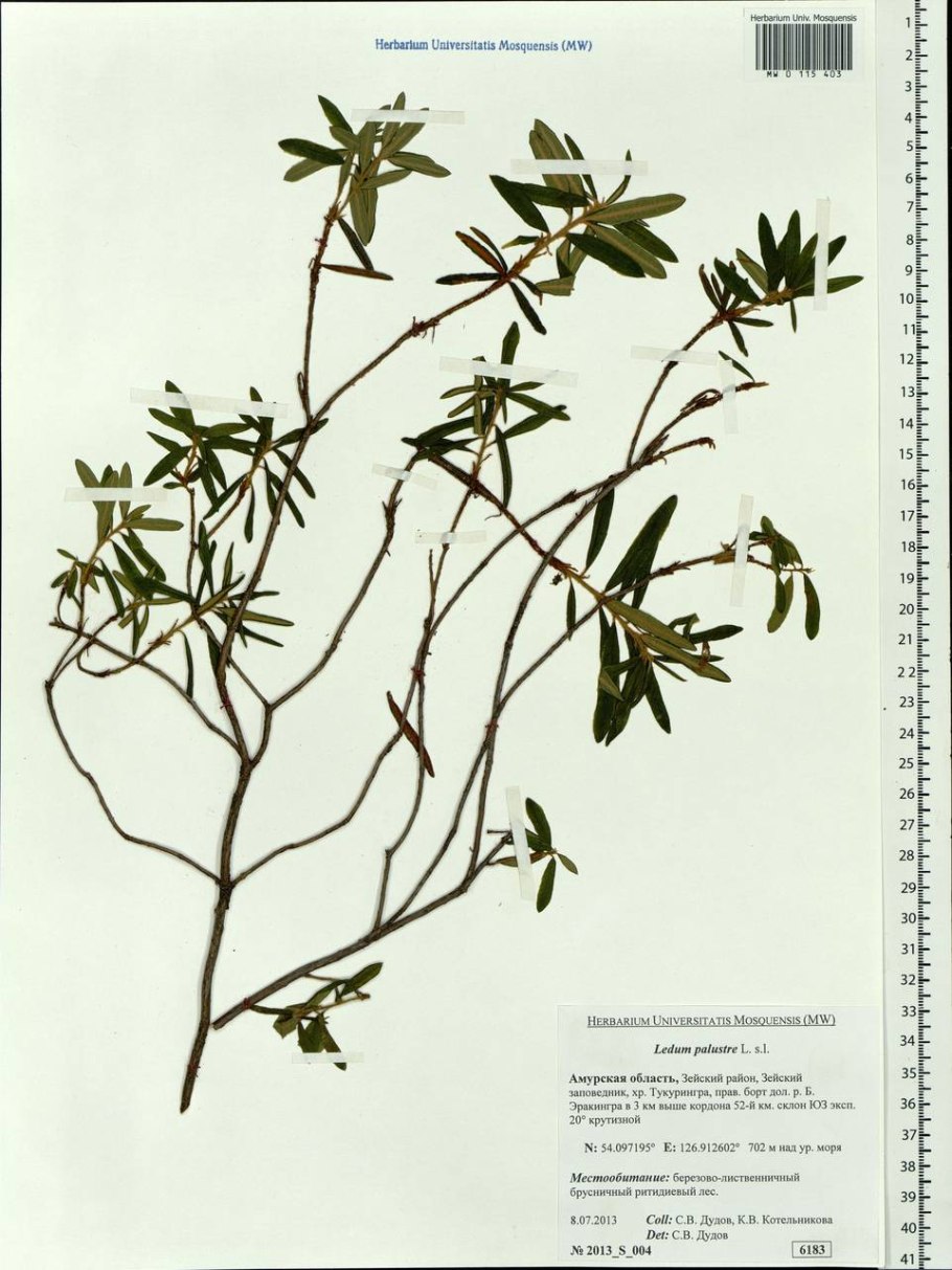 Настой багульника болотного