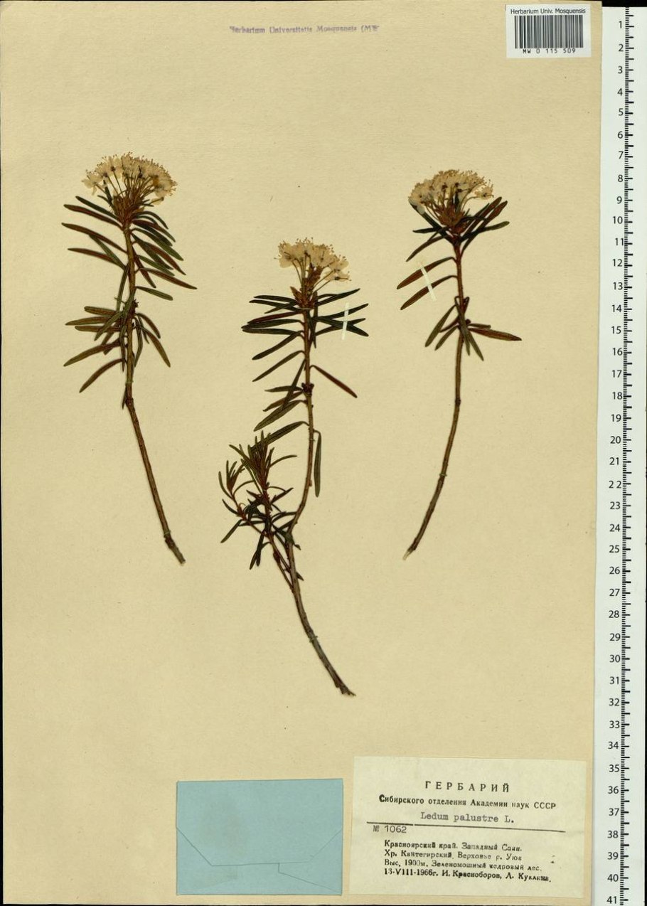 Ledum palustre гербарий