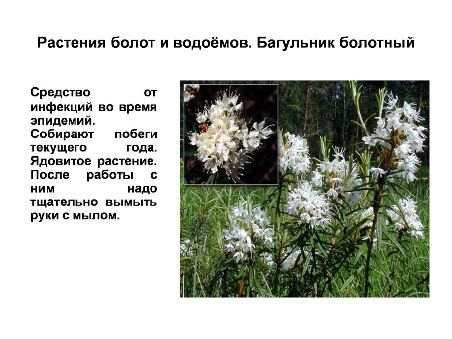 Побеги багульника болотного