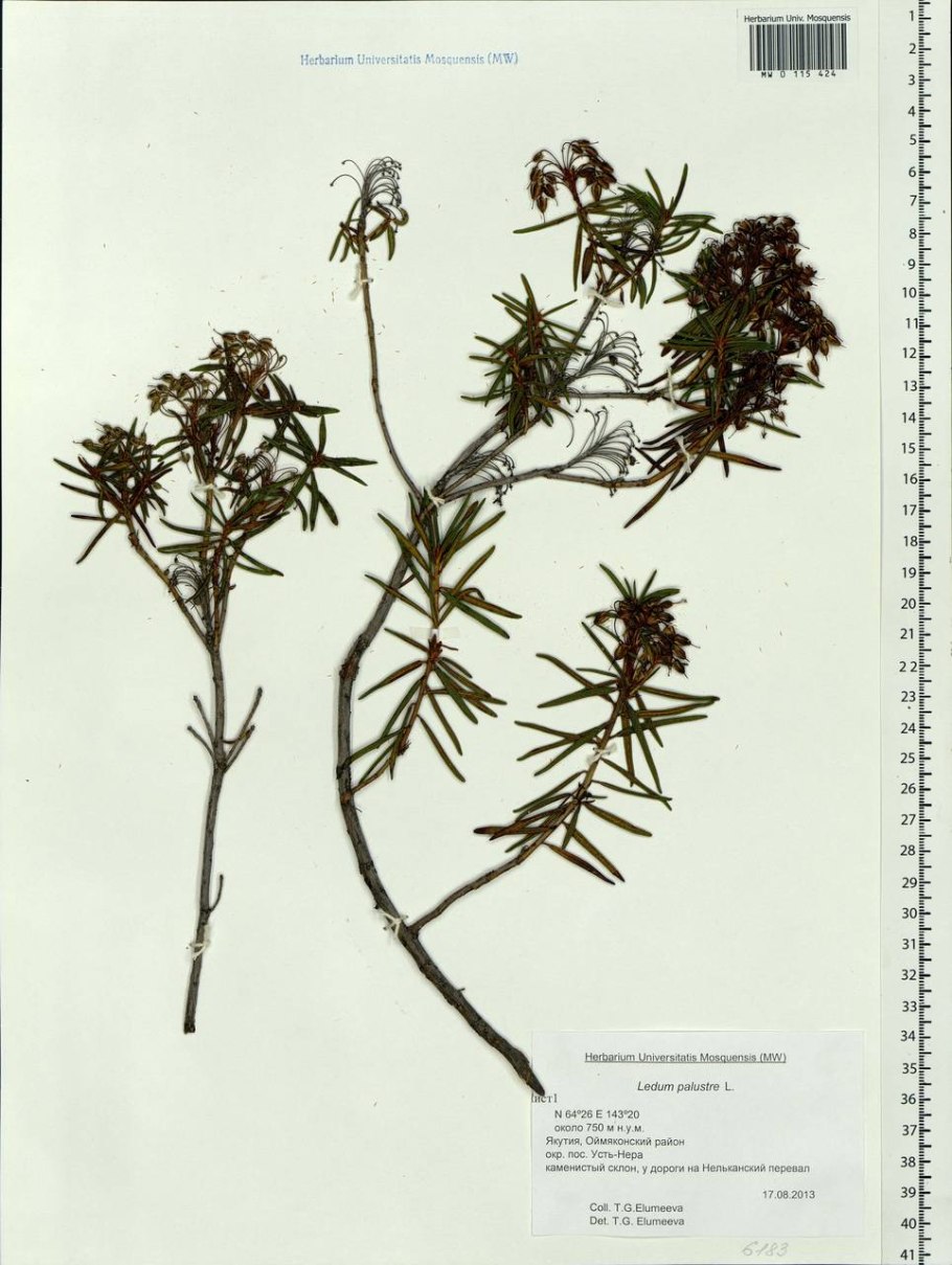 Багульник Гренландский