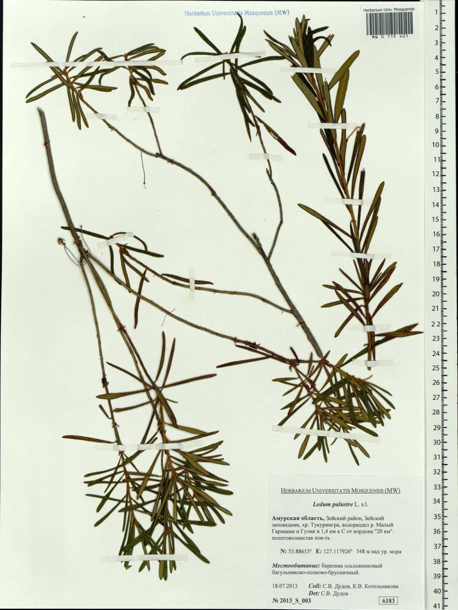 Багульник гербарий