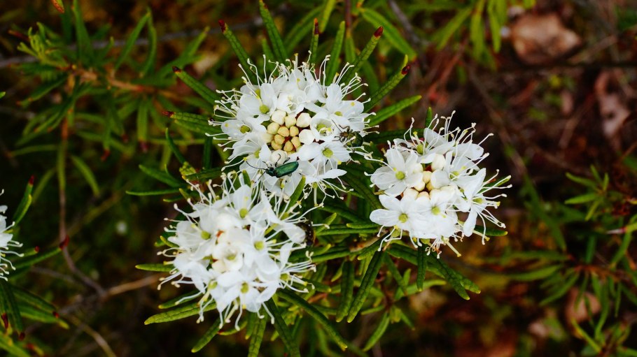 Багульник болотный семена