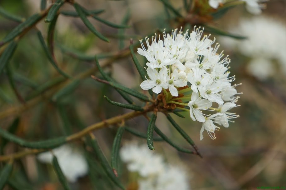 Багульник болотный микроскопия