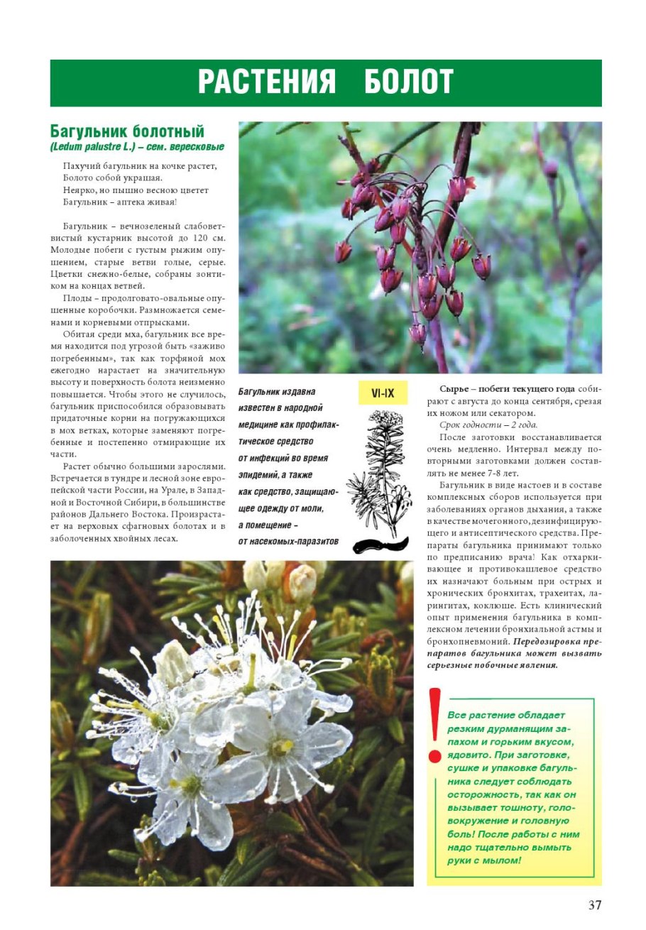 Багульник болотный гербарий