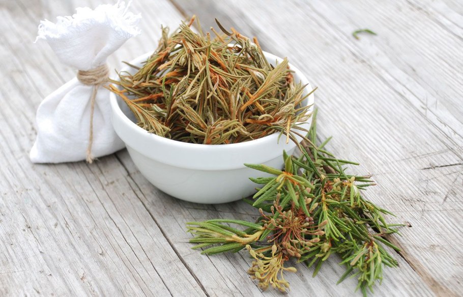 Багульник болотный гербарий