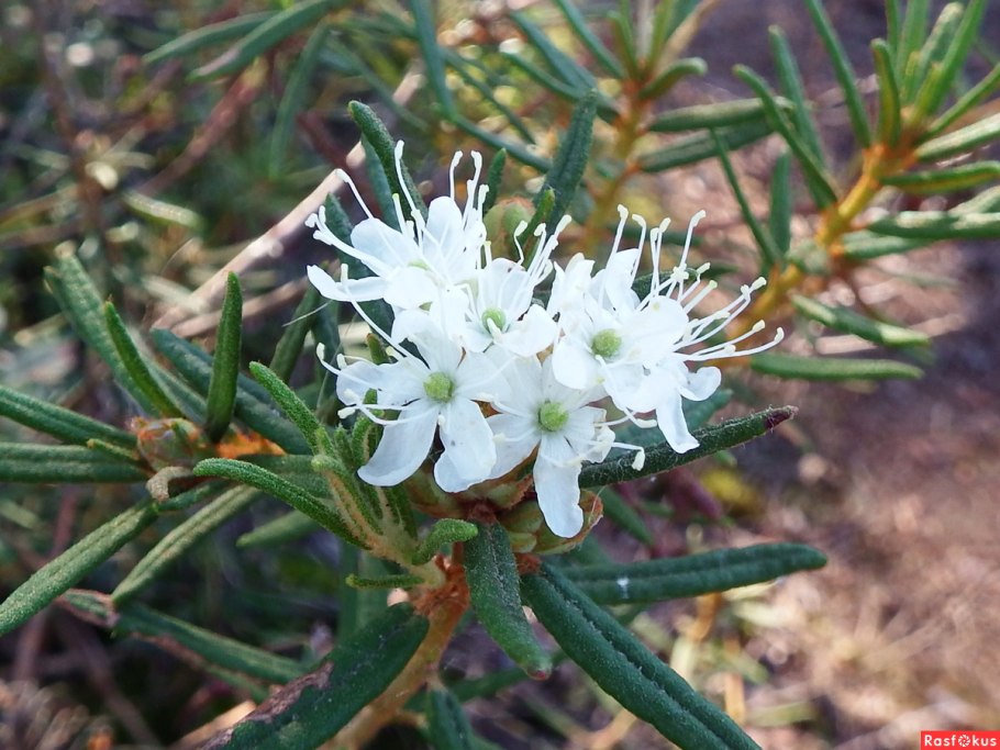 Багульник (ledum palustre)