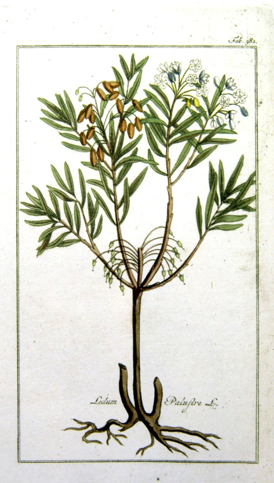 Багульник болотный лекарственное сырье