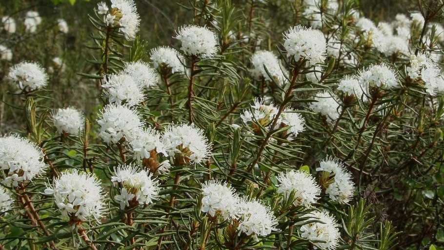 Багульник болотный побеги 50г