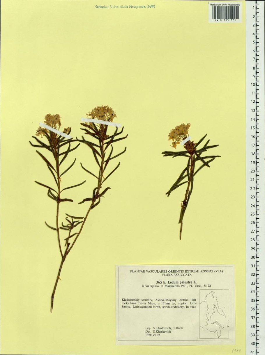 Багульник болотный гербарий