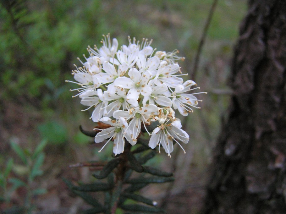 Багульника болотного