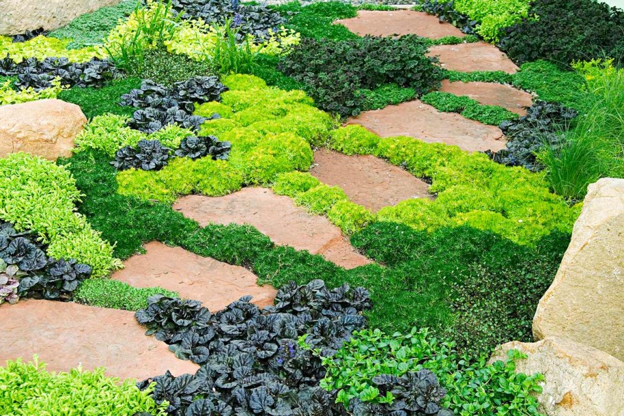 Мшанка почвопокровные многолетники