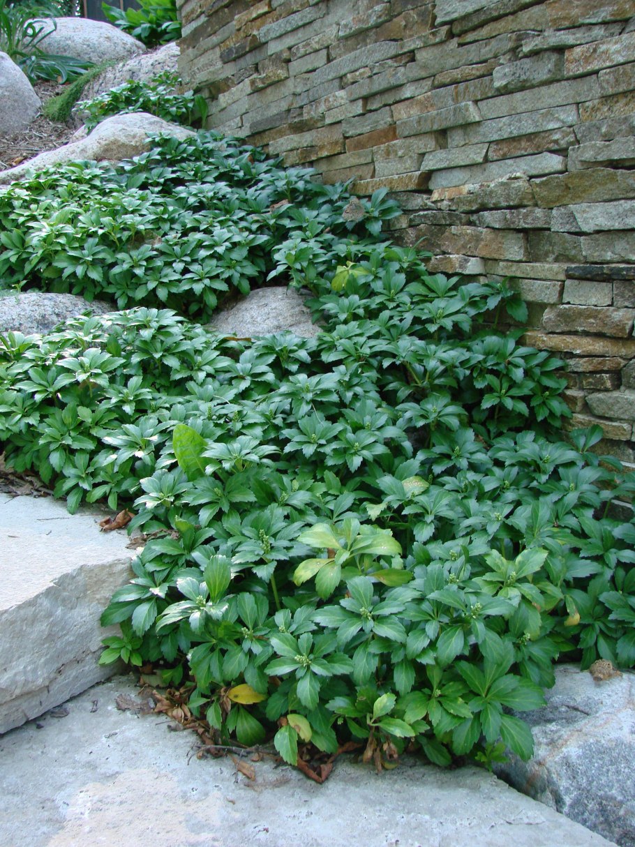 Пахизандра верхушечная Вариегата