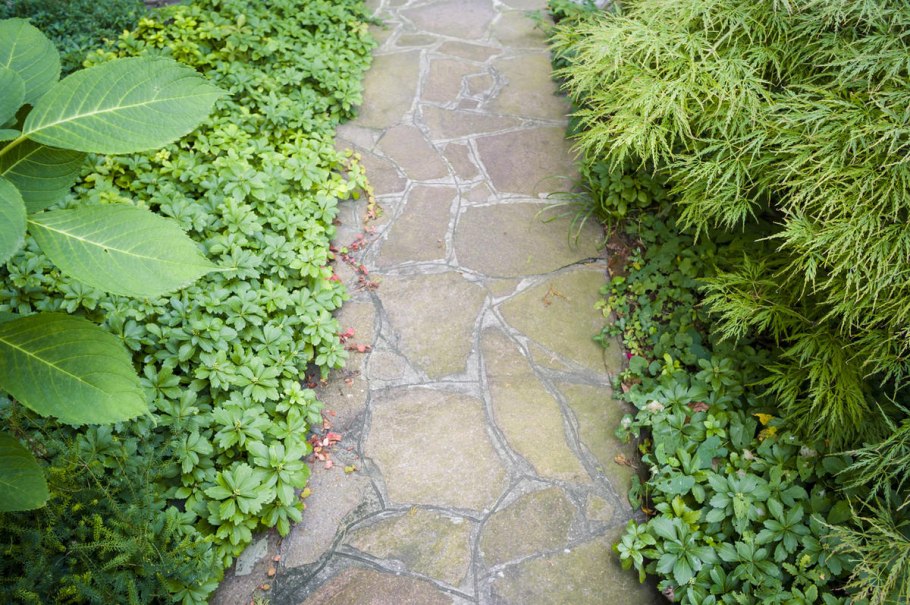 Газон который растет в тени