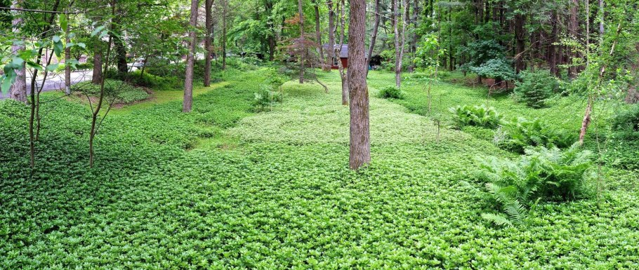 Пахизандра и газон