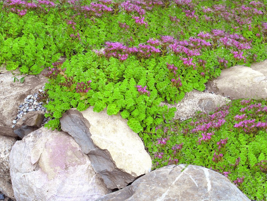 Почвопокровные многолетники Беккер