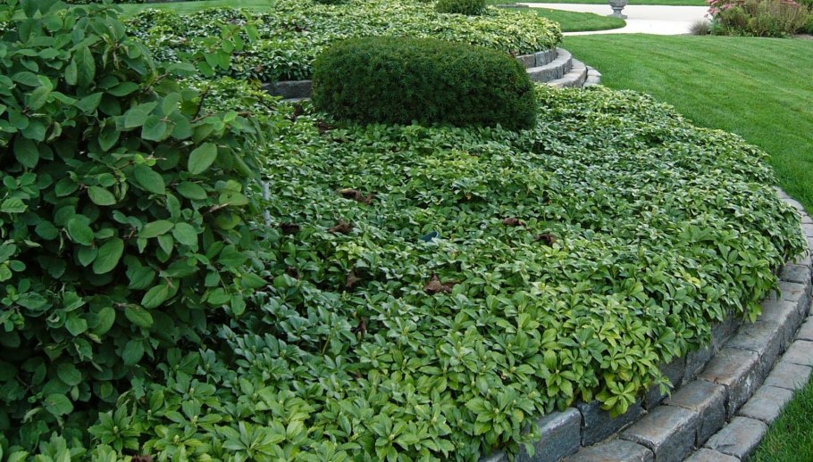 Пахизандра верхушечная Грин карпет