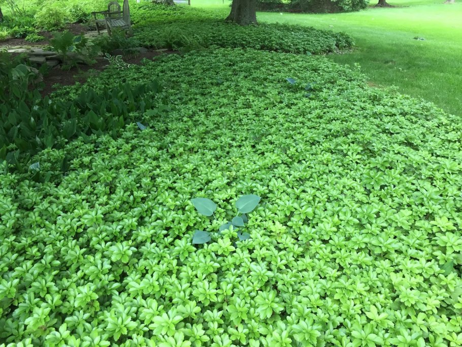 Пахизандра почвопокровная