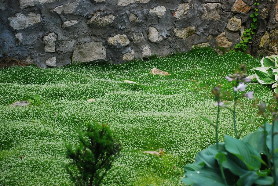 Мшанка шиловидная 'Green Moss'