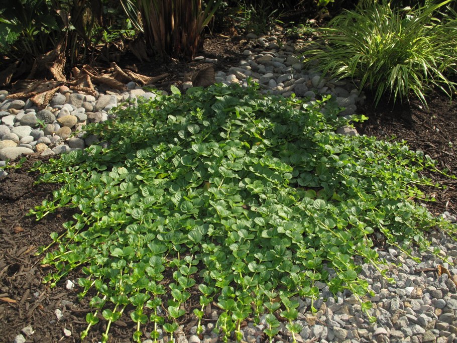 Барвинок вербейник монетчатый