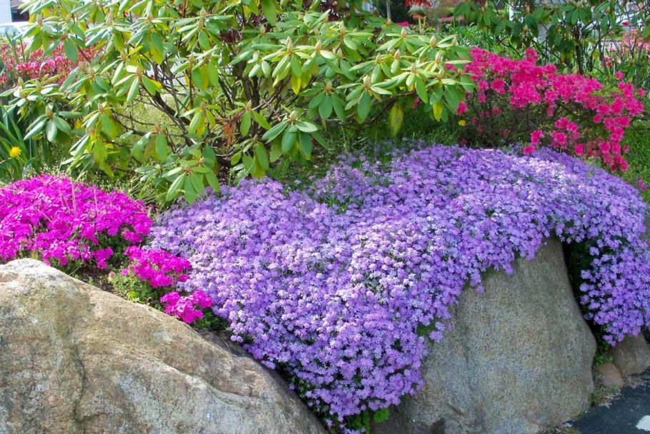 Флокс шиловидный почвопокровный