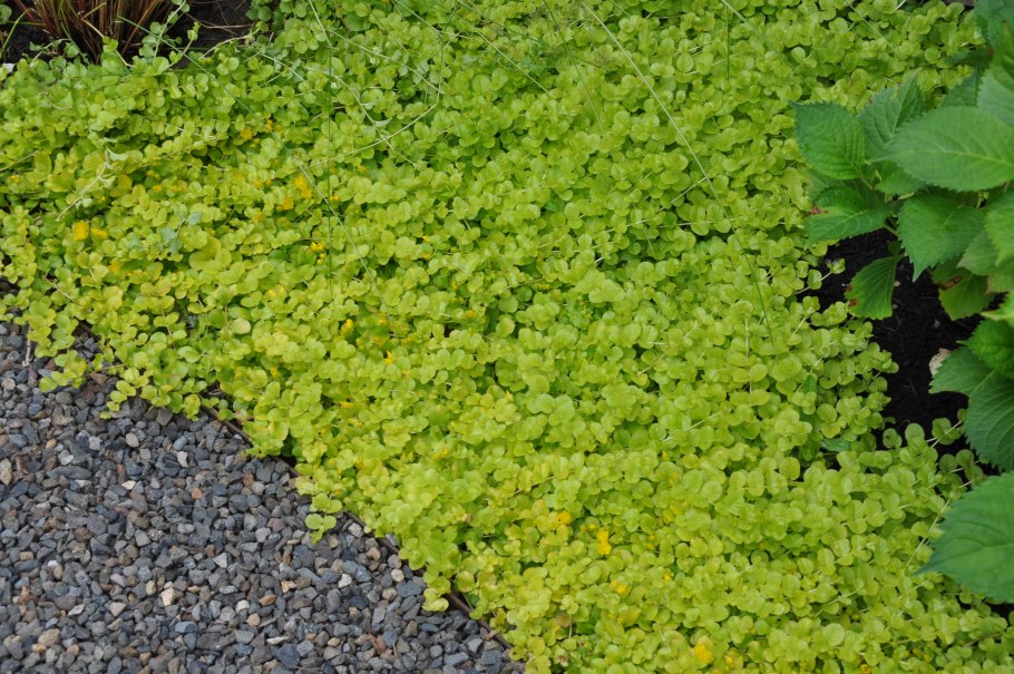 Вербейник монетчатый Aurea