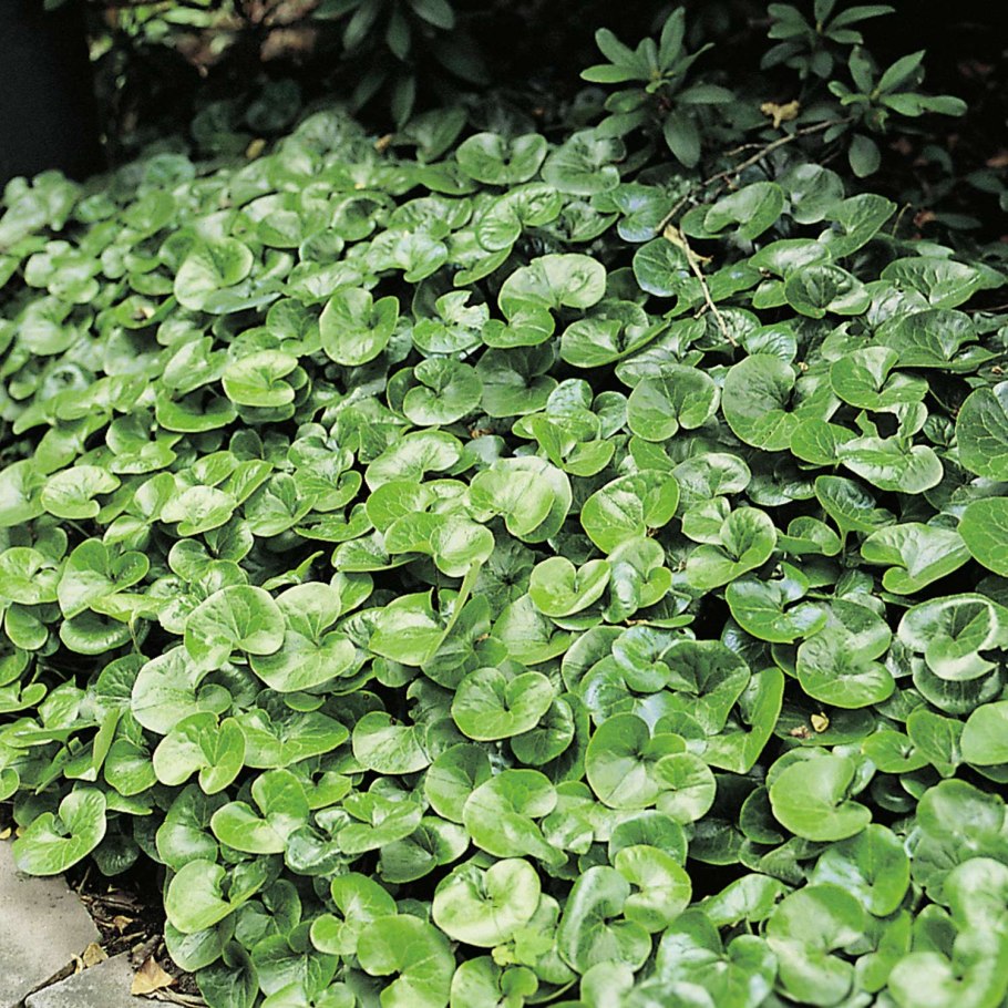 Теневые почвопокровные растения