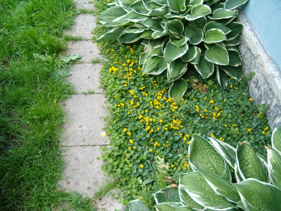 Вербейник монетчатый почвопокровный