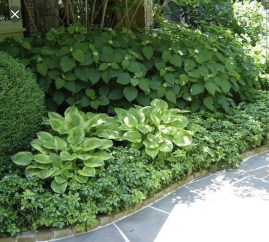 Пахизандра с хостой